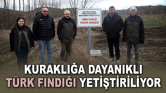 Kuraklığa Dayanıklı Türk Fındığı Yetiştiriliyor