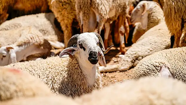 Kurban Tebliği Resmi Gazete'de Yayımlandı