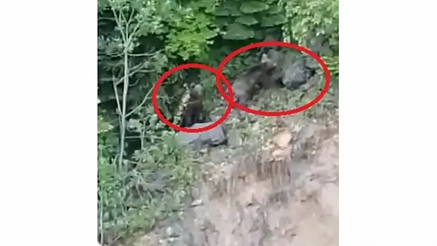 Küre'de ayılar görüntülendi