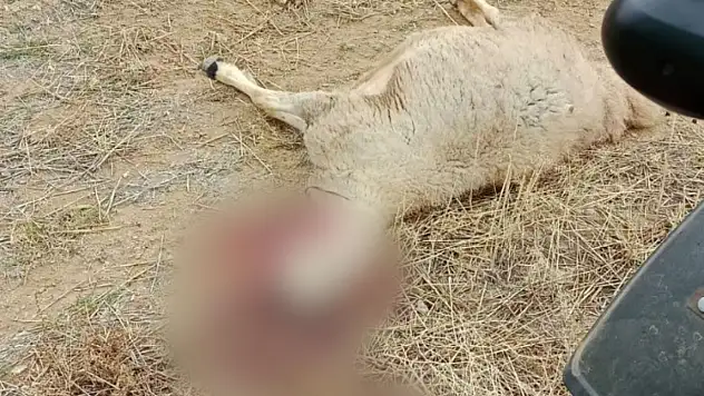 Kurt Sürüsünün Saldırdığı 30 Küçükbaş Hayvan İle 1 Köpek Telef Oldu