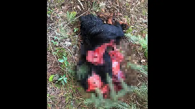 Kurtlar, Köpeği Parçaladı