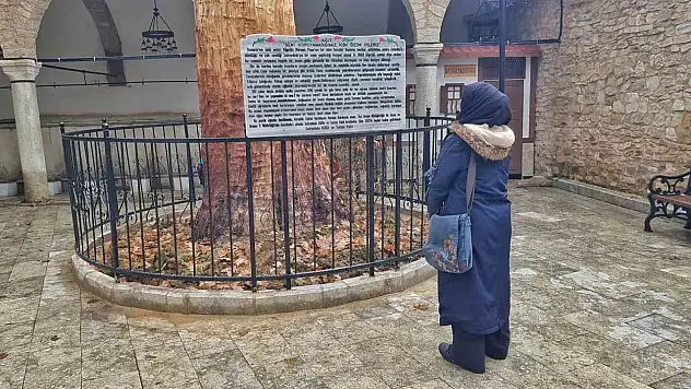 350 Yıllık Ağacı Heykele Dönüştürdüler