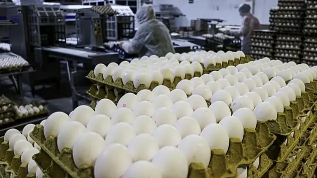 Kuş Gribi Avrupa'nın Yumurta Talebini Türkiye'ye Taşıdı