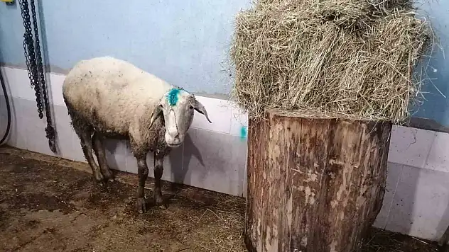 Ölümden Dönen Koyun Yavrularına Kavuşturuldu