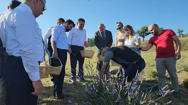 Lavanta üretimine ilgi arttı