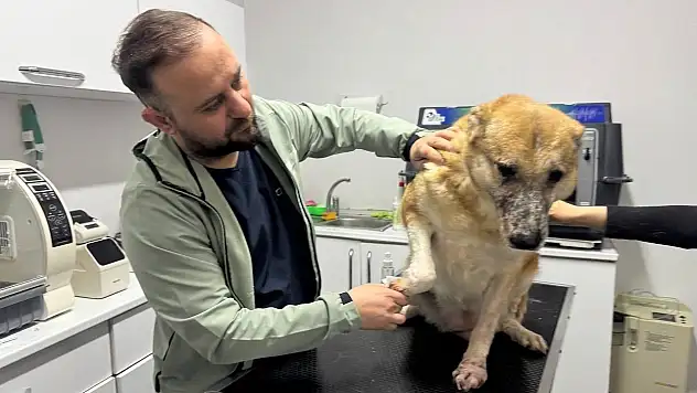 Bu Hastalık Köpeklerde Kalıcı Etki Bırakıyor