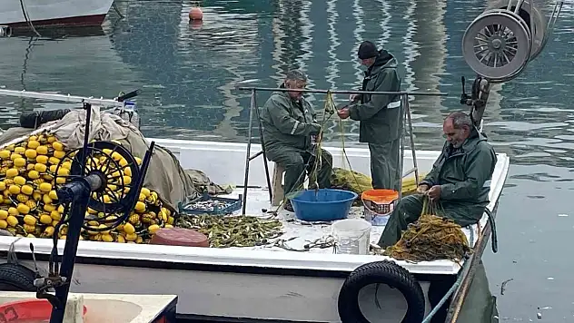 Limana 500 Kilo Mezgitle Geldiler