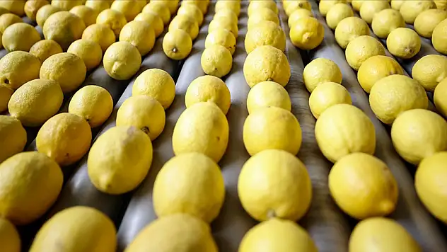 Limon İhracatı Durdurulacak