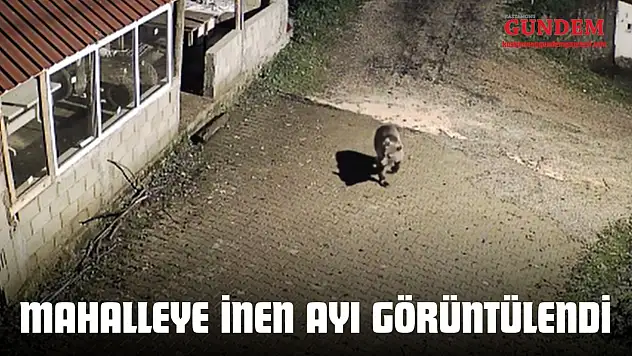 Mahalleye İnen Ayı Görüntülendi