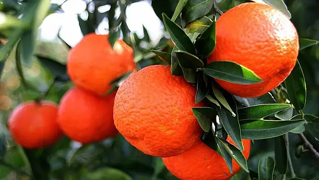 Mandalina Kabuğunun Bu Kullanımını Öğrenen Çöpe Atmıyor