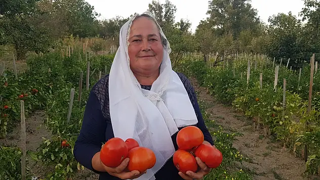 Maniye domatesinde hasat sürüyor