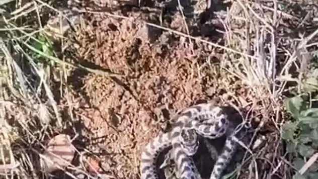 Mantar Ararken Engerekle Karşılaştı