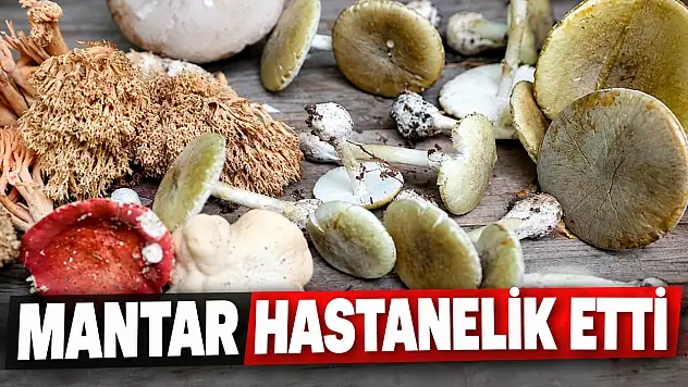 Mantar Hastanelik Etti, Ankara'ya Sevk Edildiler