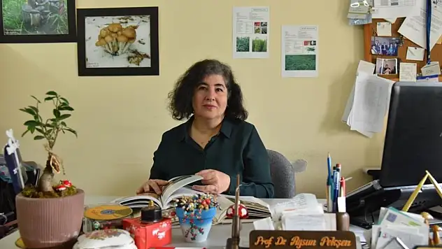 Mantar ölümlerinin sebebi 'köygöçüren' mantarı