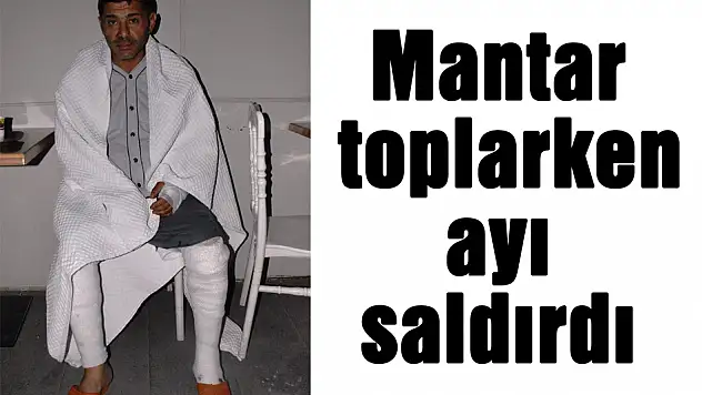 Mantar toplarken ayı saldırdı