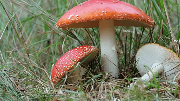Mantar zehirlenmelerine karşı uyarı