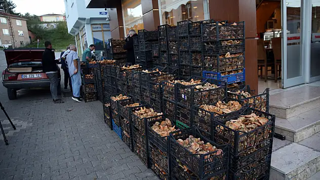 Mantarlarımız Avrupa Sofralarında 