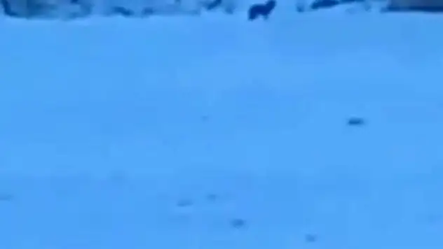 Manzara Fotoğrafı Çekerken Kurtlar Objektifine Takıldı