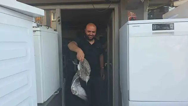 Martı yavrusu beyaz eşya tamircisini karıştırdı