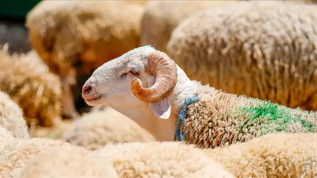 Mehmetçik Vakfı Kurban Bağışlarını Kabul Etmeye Başladı