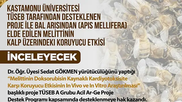 Melittinin Kalp Üzerindeki Koruyucu Etkisi İncelenecek