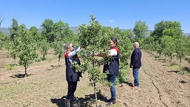 Meyve Bahçelerinde Zararlılara Karşı Erken Uyarı Tuzakları Yerleştirildi