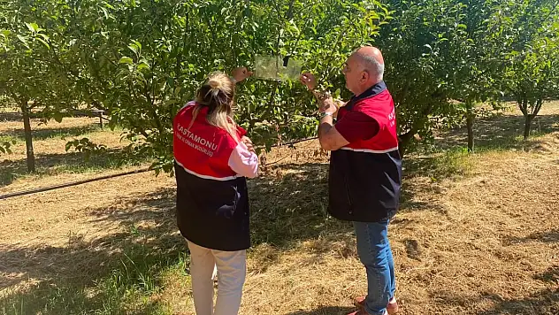 Meyve Bahçelerinde Zararlılara Karşı Tuzaklı Takip Sürüyor