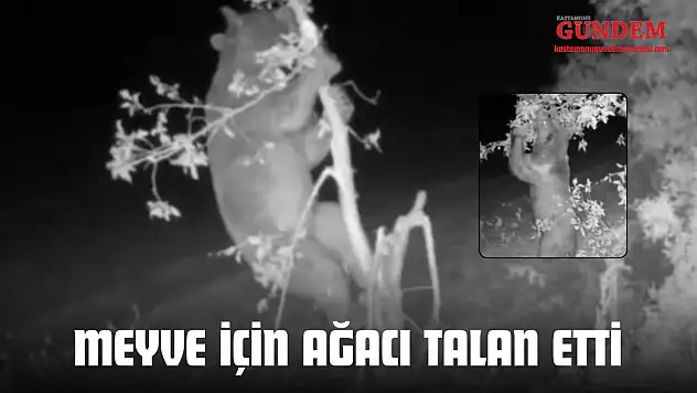 Meyve İçin Ağacı Talan Etti