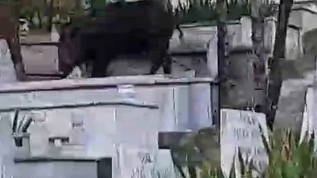 Mezarların üzerine çıkıp otlanan yaban domuzu görüntülendi