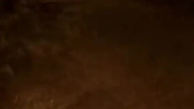 Mezalığa İnen Ayı Kameralara Yakalandı!