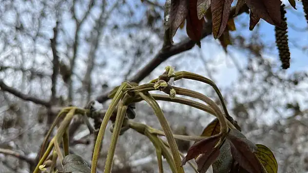 Milletvekili Ahlatcı'dan Zirai Don Açıklaması