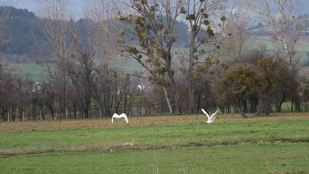 Nadir Rastlanan Beyaz Balıkçıl Kuşlar Bolu'da Görüntülendi