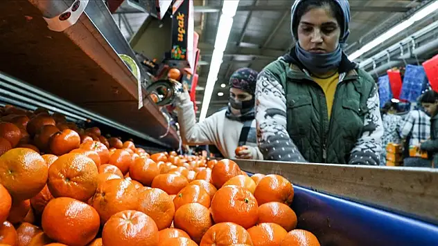 Narenciye İhracatı Türkiye'ye 1 Milyar 477 Milyon 58 Bin Dolar Kazandırdı