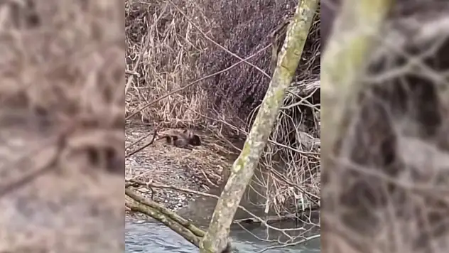 Su Samurları Sinop'ta Görüldü