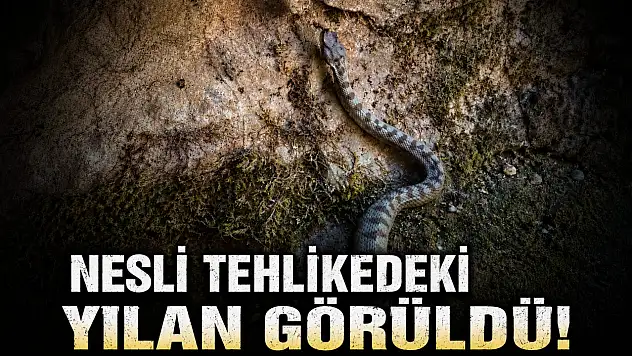Nesli Tehlikedeki Yılan Görüldü