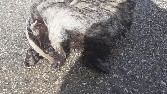 Nesli tükenmekte olan porsuk ölü bulundu
