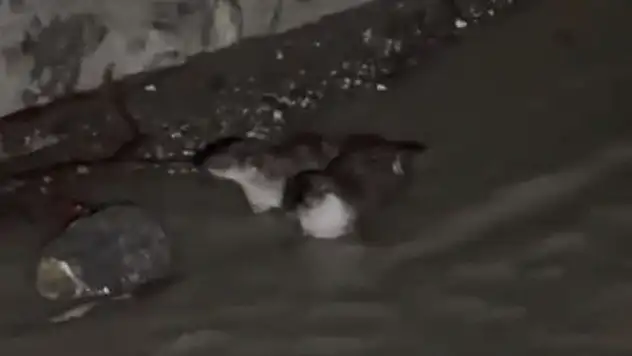 Nesli Tükenmekte Olan Su Samurları Görüntülendi