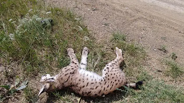 Nesli tükenmekte olan vaşağa araba çarptı