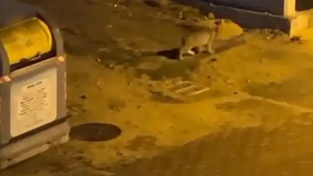 Nesli Tükenmekte Olan Vaşak Bolu Sokaklarında Görüntülendi