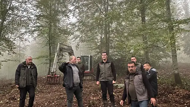 O İlçelerde Kayın Ormanları Gençleştirilecek