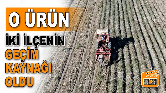 O Ürün İki İlçenin Geçim Kaynağı Oldu