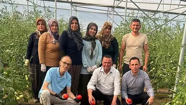 OKA Desteğiyle Kargı'da Kurulan Serada İlk Hasat Yapıldı