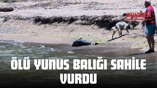 Ölü Yunus Balığı Sahile Vurdu