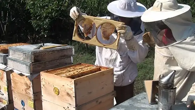 Olumsuz Hava Şartları Bal Verimini Olumsuz Etkiledi