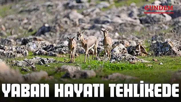 Orman Yangınları Yaban Hayatını Tehdit Ediyor