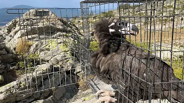 Ormanda Hasta Bulunan Kara Akbaba Tedavi Edildi