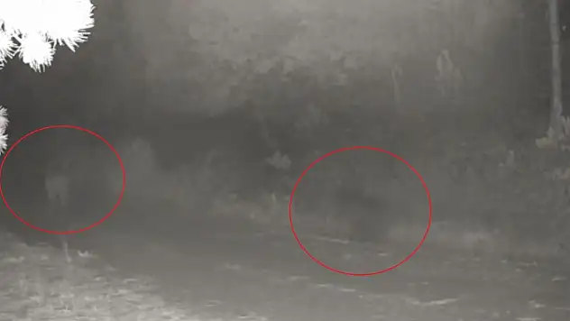 Anne Ayı Ve Yavrusu Fotokapanda