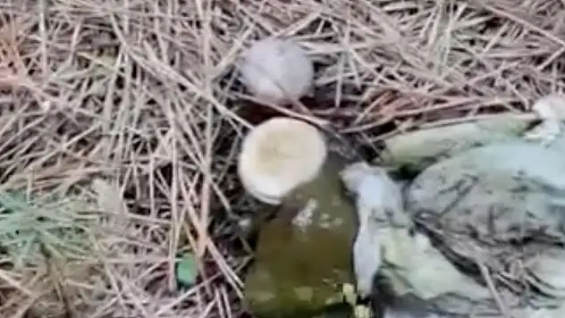 Ormanlık Alanda Çöp Yığınları