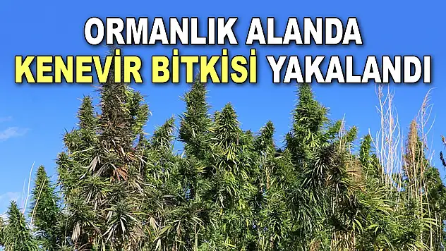 Ormanlık Alanda Kenevir Bitkisi Yakalandı