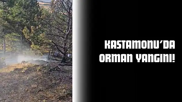 Ormanlık Alanda Yangın